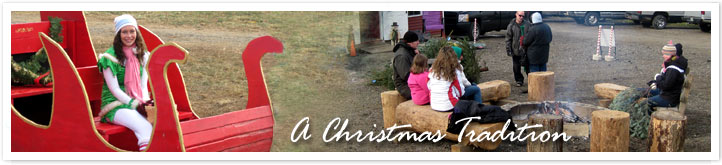 Christmas Traditions at Jarrettesville Nurseries Christmas Tree Farm
