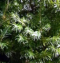Douglas Fir Christmas Tree - Closeup
