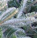 Fraser Fir Christmas Tree - Closeup