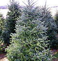 Fraser Fir Christmas Tree