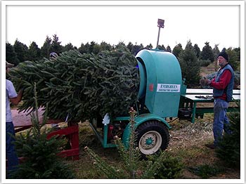 Wholesale Christmas Trees